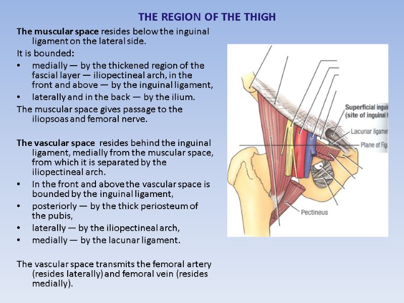 THE REGION OF THE THIGH  The muscular space resides below the inguinal ligament